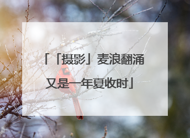 「摄影」麦浪翻涌 又是一年夏收时