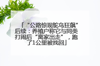 “公路惊现鸵鸟狂飙”后续：养殖户称它与同类打闹后“离家出走”，跑了1公里被找回