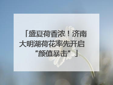 盛夏荷香浓！济南大明湖荷花率先开启“颜值暴击”