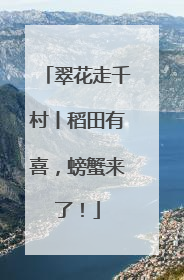 翠花走千村丨稻田有喜，螃蟹来了！