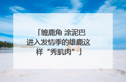 缠鹿角 涂泥巴 进入发情季的雄鹿这样“秀肌肉”