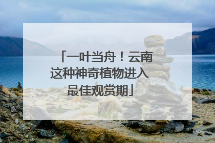 一叶当舟！云南这种神奇植物进入最佳观赏期