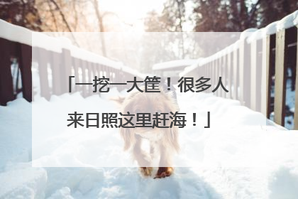 一挖一大筐！很多人来日照这里赶海！
