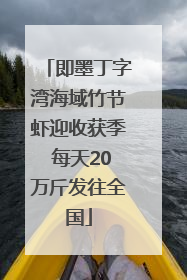 即墨丁字湾海域竹节虾迎收获季 每天20万斤发往全国
