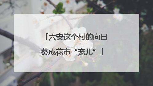 六安这个村的向日葵成花市“宠儿”