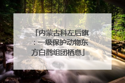 内蒙古科左后旗：一级保护动物东方白鹳组团栖息