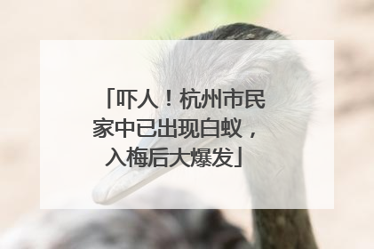 吓人！杭州市民家中已出现白蚁，入梅后大爆发