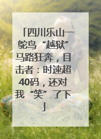 四川乐山一鸵鸟“越狱”马路狂奔，目击者：时速超40码，还对我“笑”了下