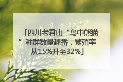 四川老君山“鸟中熊猫”种群数量翻番，繁殖率从15%升至32%