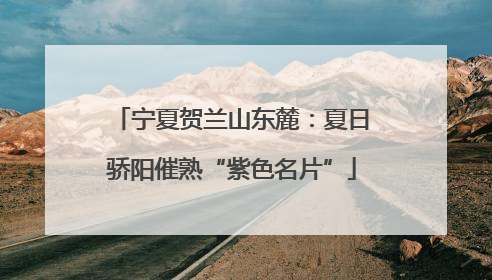 宁夏贺兰山东麓：夏日骄阳催熟“紫色名片”