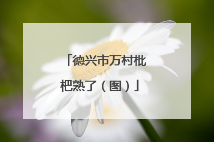 德兴市万村枇杷熟了（图）
