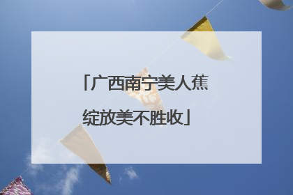 广西南宁美人蕉绽放美不胜收