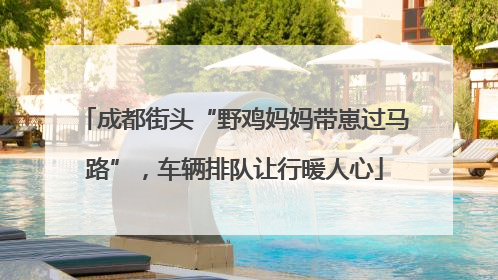 成都街头“野鸡妈妈带崽过马路”，车辆排队让行暖人心