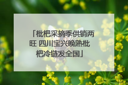 枇杷采摘季供销两旺 四川宝兴晚熟枇杷冷链发全国
