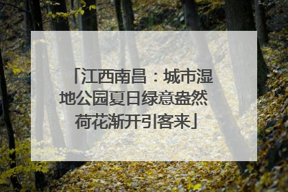 江西南昌：城市湿地公园夏日绿意盎然 荷花渐开引客来