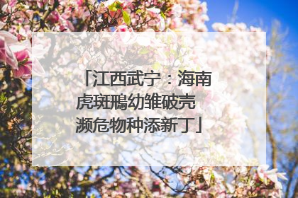 江西武宁：海南虎斑鳽幼雏破壳 濒危物种添新丁