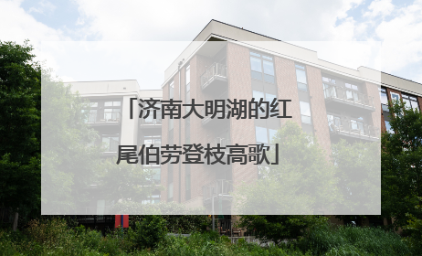 济南大明湖的红尾伯劳登枝高歌