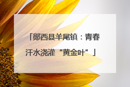 郧西县羊尾镇：青春汗水浇灌“黄金叶”